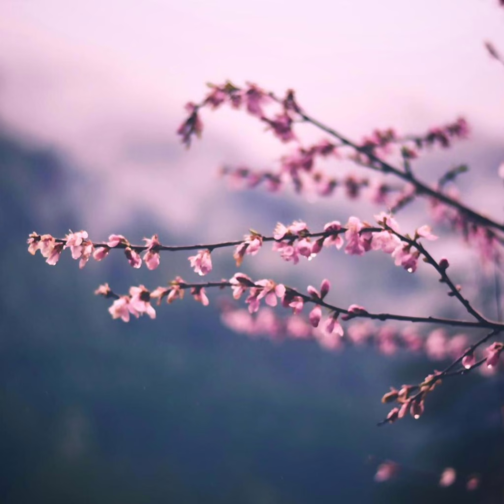 Нічні заморозки та весняне потепління: якою буде погода в Україні найближчими днями